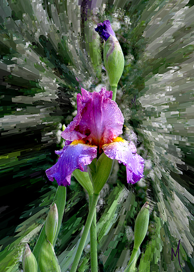 Iris